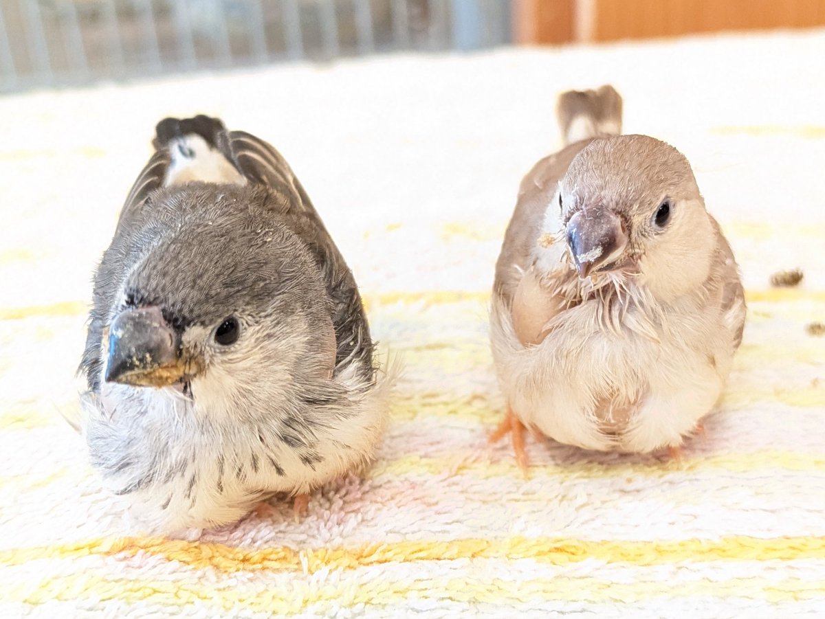 とりカフェ Bird cage tweet media