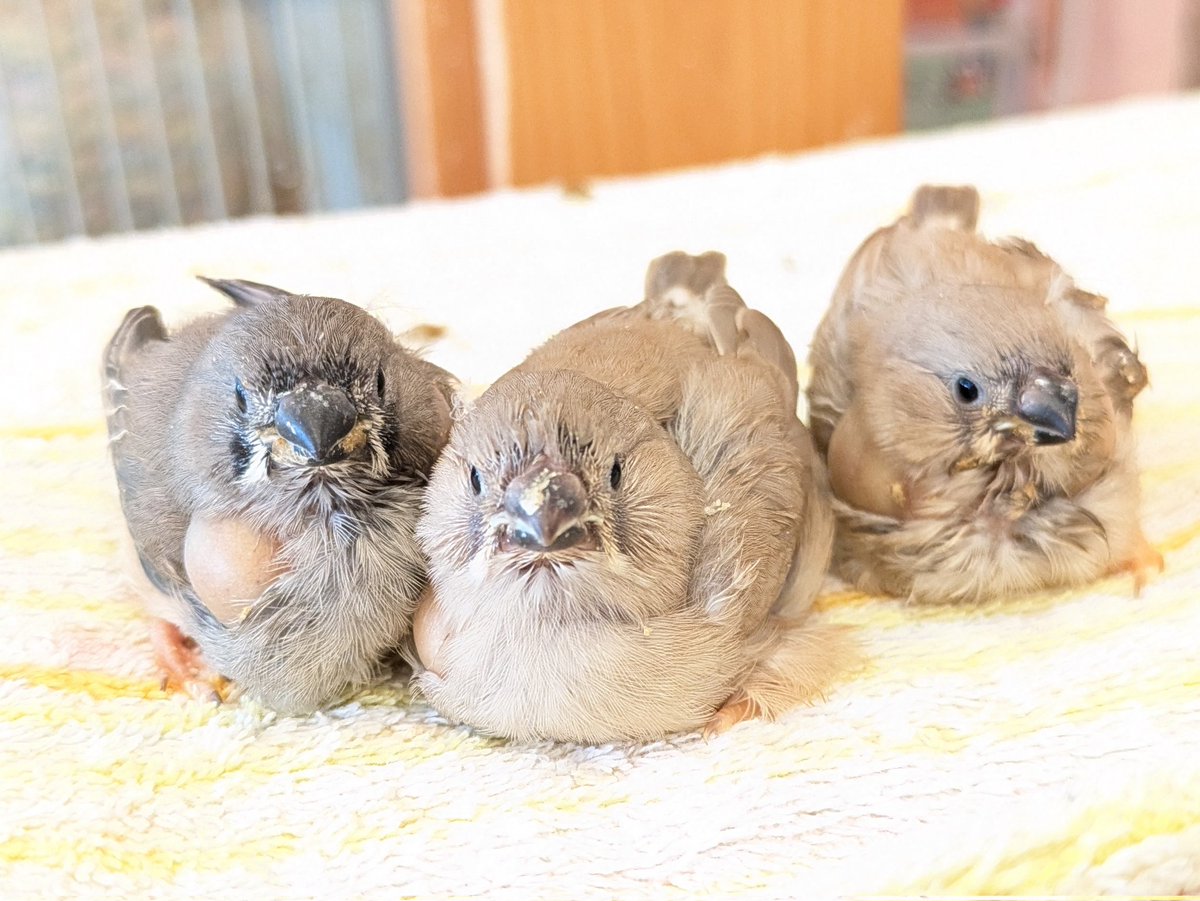 とりカフェ Bird cage tweet media