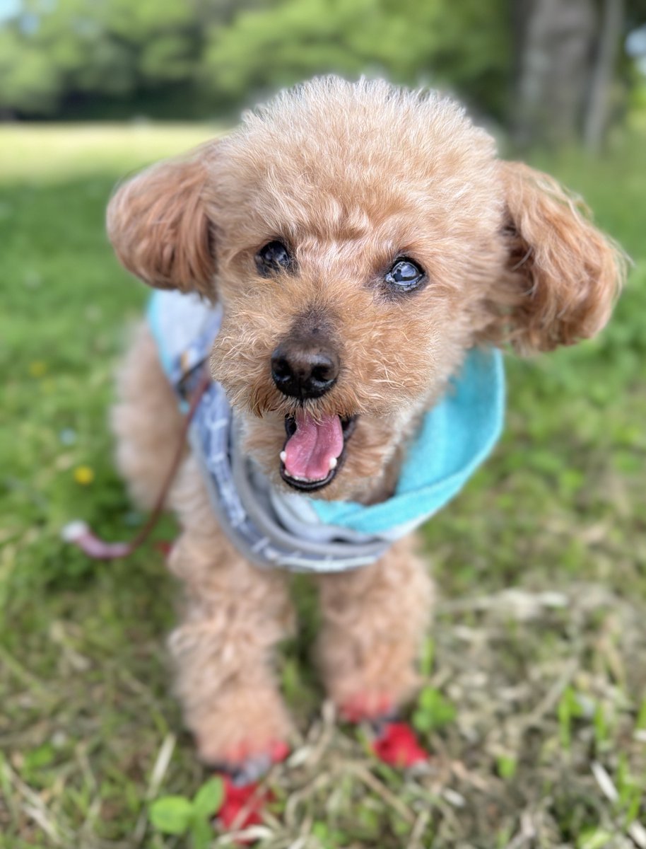 トイプー13歳シニア犬⭐︎ここあ tweet media