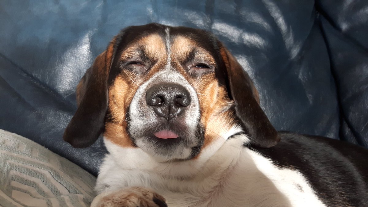 baileybeagle3's tweet photo. Well hello there! Old pic of Bailey from 10 years ago. He was still cute when he was pulling faces #beagle https://t.co/RjbvhDWAXw
