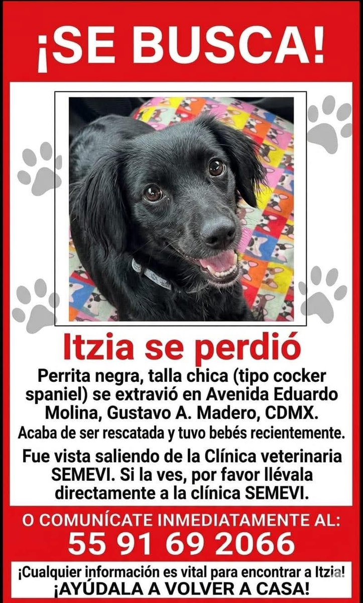 Abogado Animalista tweet media