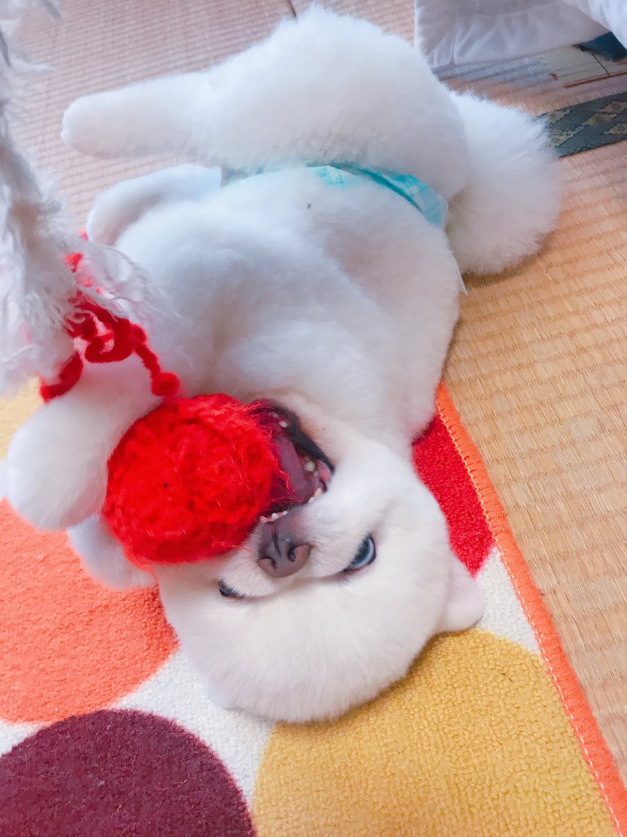 pingp0ngpudding's tweet photo. 先住犬も添えて
#愛犬の日 https://t.co/dlGe6yx4FN