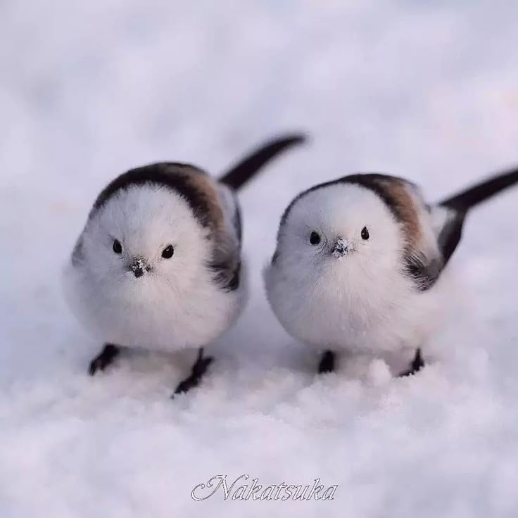 Birds tweet media