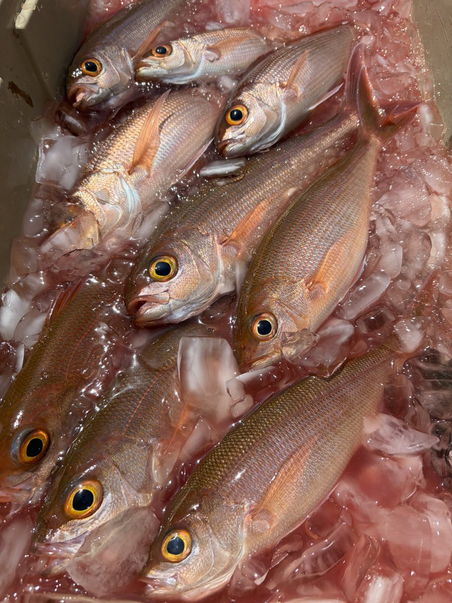輝風丸商店 | 漁師直送一本釣り鮮魚 tweet media