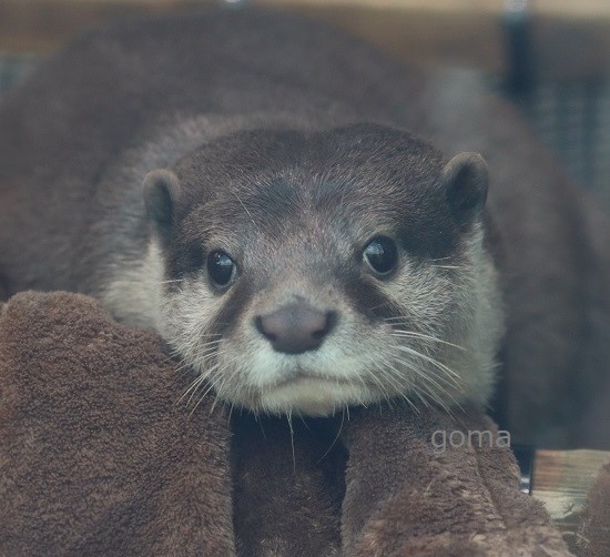 カワウソ様 goma✨ (@otter_goma) / Posts / X