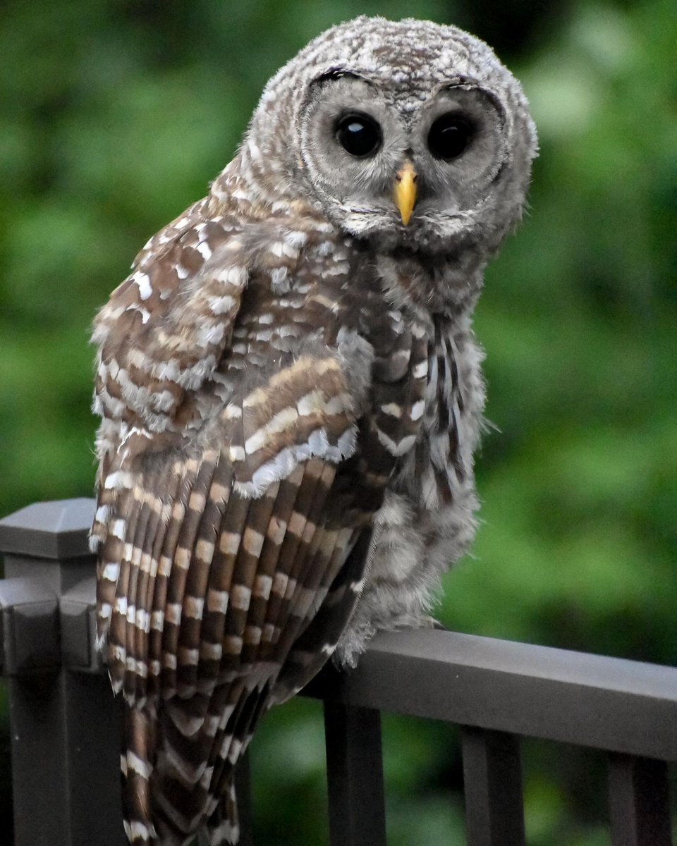 Daily Owls tweet media