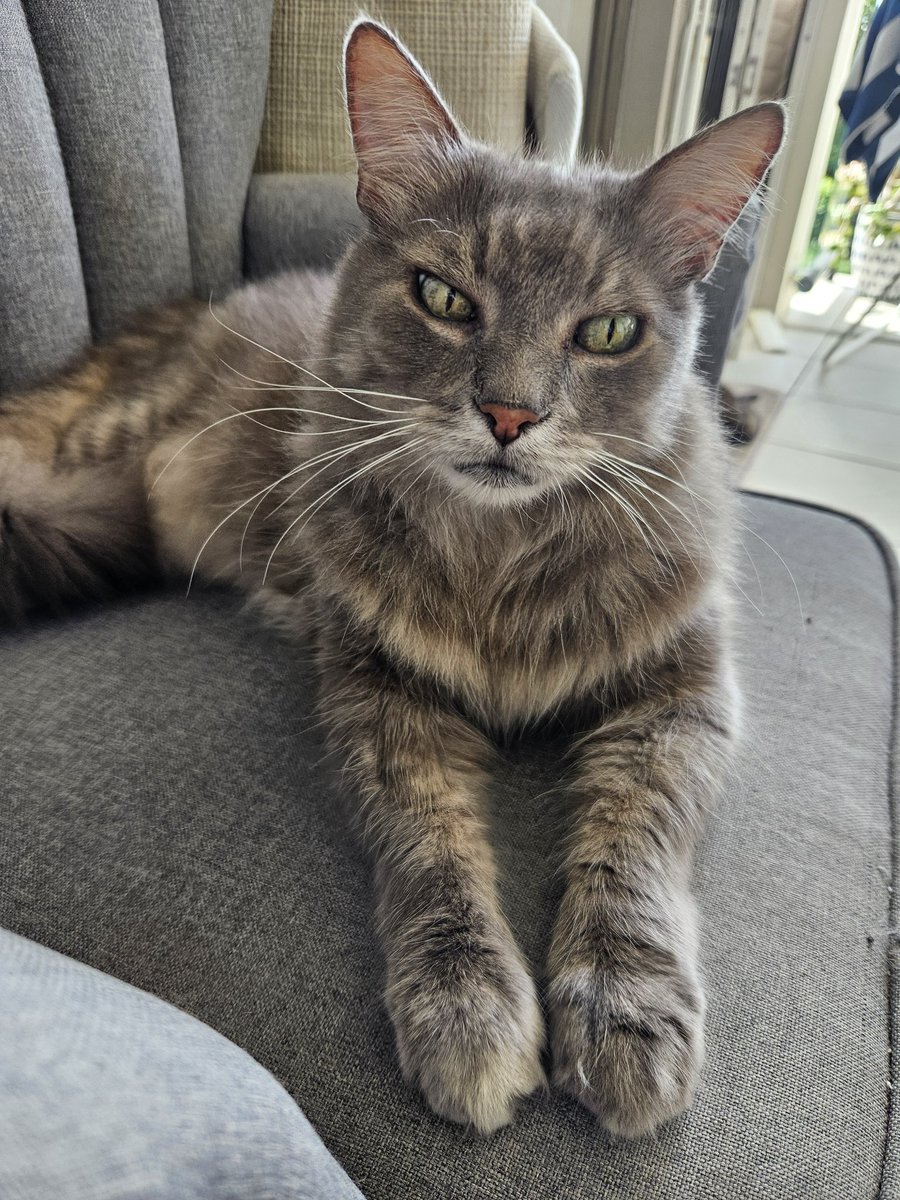 millyfromoz's tweet photo. Wishing you all a nice and relaxing #WhiskersWednesday 💙
Would anyone like to touch my peets ?
#NotATrap #DefinitelyNotATrap https://t.co/9P88t3FcmC