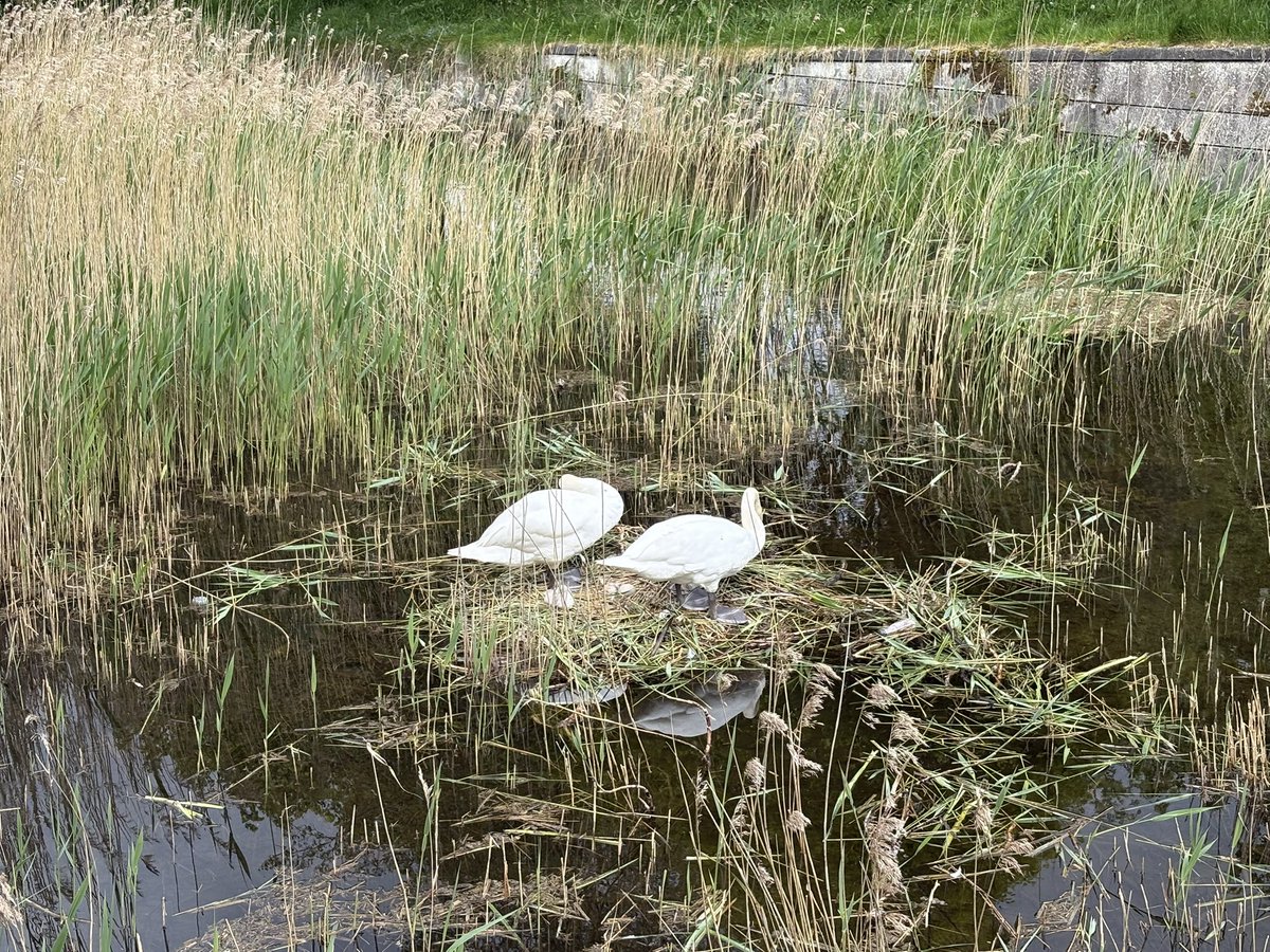 bgnolan's tweet photo. Nine eggs were incubated by the parents in the swan nest for almost six weeks. Seven cygnets hatched out three days ago. Another cygnet died after hatching. One egg didn’t hatch. All seven cygnets appear healthy and strong. Isn’t nature fantastic! #swans #cygnets #Galway #Ireland https://t.co/z28mmQ8smH
