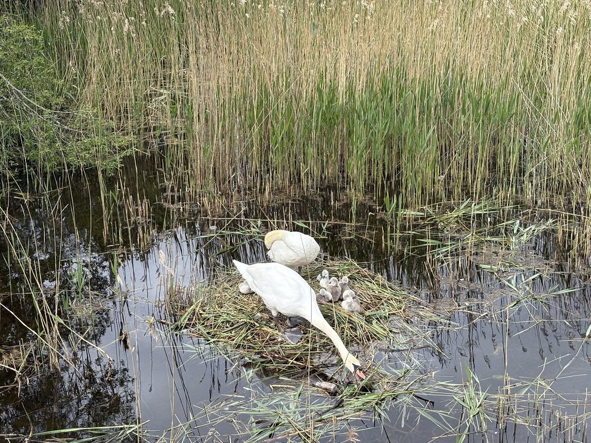 bgnolan's tweet photo. Nine eggs were incubated by the parents in the swan nest for almost six weeks. Seven cygnets hatched out three days ago. Another cygnet died after hatching. One egg didn’t hatch. All seven cygnets appear healthy and strong. Isn’t nature fantastic! #swans #cygnets #Galway #Ireland https://t.co/z28mmQ8smH