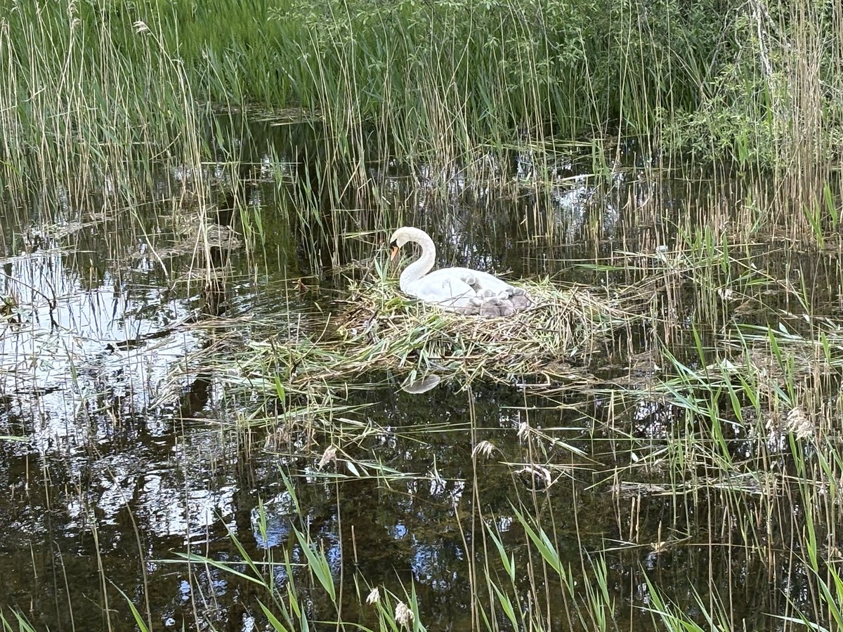 bgnolan's tweet photo. Nine eggs were incubated by the parents in the swan nest for almost six weeks. Seven cygnets hatched out three days ago. Another cygnet died after hatching. One egg didn’t hatch. All seven cygnets appear healthy and strong. Isn’t nature fantastic! #swans #cygnets #Galway #Ireland https://t.co/z28mmQ8smH