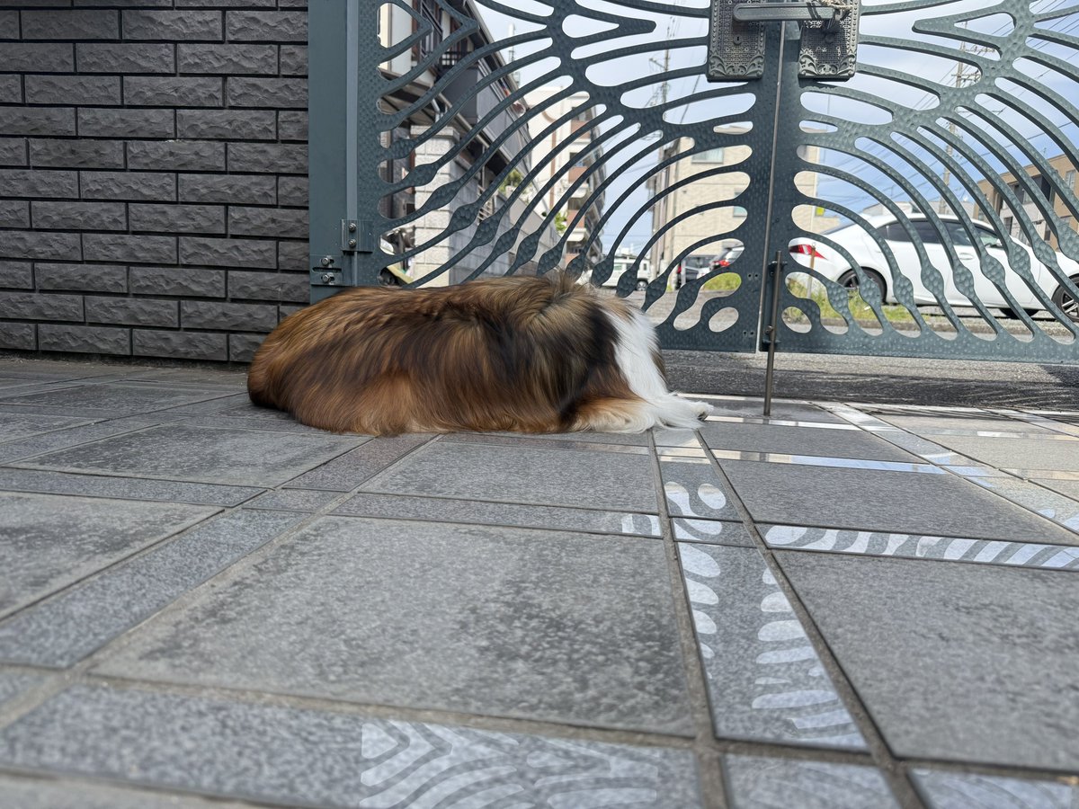 flute0207's tweet photo. 揚げパンお昼寝中 https://t.co/K6ZhofUfV6