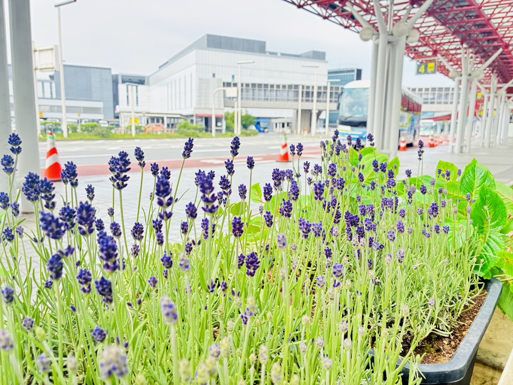 新千歳空港/New Chitose Airport tweet media