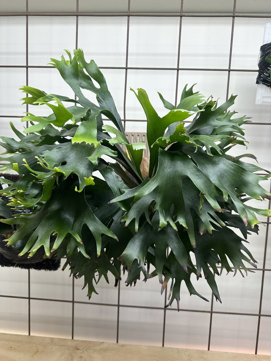 ROSSO PLANTS 【ビカクシダ専門店】 tweet media