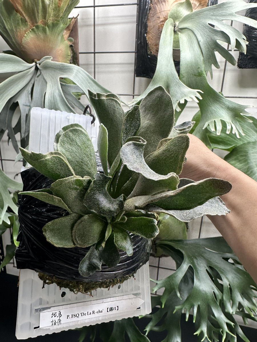 ROSSO PLANTS 【ビカクシダ専門店】 tweet media