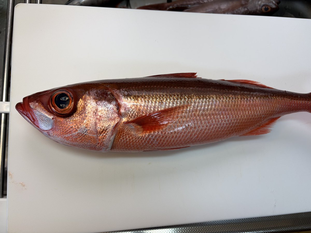 輝風丸商店 | 漁師直送一本釣り鮮魚 tweet media