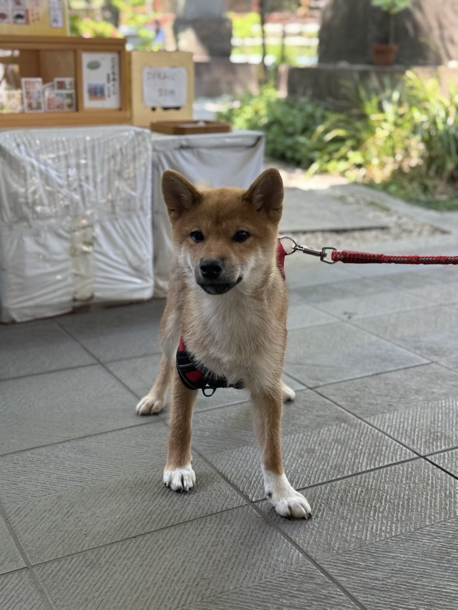 Yuko higuchi ヒグチユウコ (@nekonoboris) / Posts / X