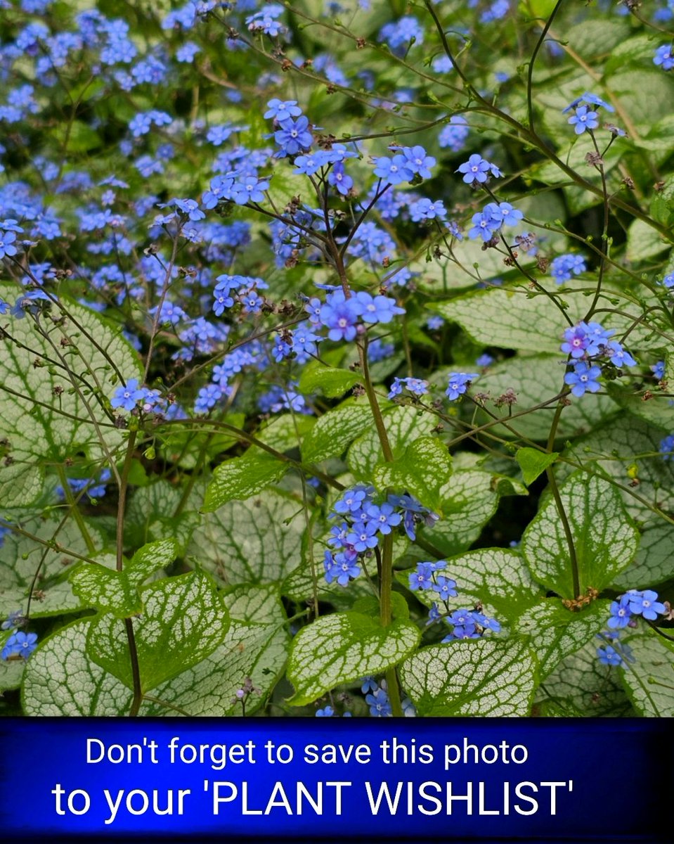 freyastropical's tweet photo. Brunnera ‘Silver Spear’/‘Langtrees’/‘Alchemy Silver’
All 3 throw those early blue sprays, but with subtle differencs: ‘Langtrees’ is always first out, ‘Silver Spear’ holds its flowers longest, & ‘Alchemy Silver’ keeps the neatest mound.
#FlowerOfTheDay #Brunnera #plantwishlist https://t.co/JIHKekdjen