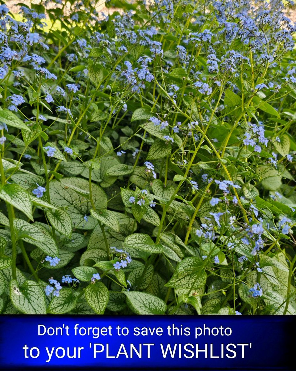 freyastropical's tweet photo. Brunnera ‘Silver Spear’/‘Langtrees’/‘Alchemy Silver’
All 3 throw those early blue sprays, but with subtle differencs: ‘Langtrees’ is always first out, ‘Silver Spear’ holds its flowers longest, & ‘Alchemy Silver’ keeps the neatest mound.
#FlowerOfTheDay #Brunnera #plantwishlist https://t.co/JIHKekdjen