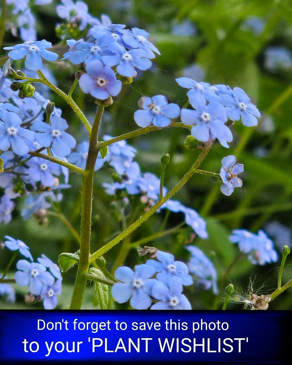 freyastropical's tweet photo. Brunnera ‘Silver Spear’/‘Langtrees’/‘Alchemy Silver’
All 3 throw those early blue sprays, but with subtle differencs: ‘Langtrees’ is always first out, ‘Silver Spear’ holds its flowers longest, & ‘Alchemy Silver’ keeps the neatest mound.
#FlowerOfTheDay #Brunnera #plantwishlist https://t.co/JIHKekdjen
