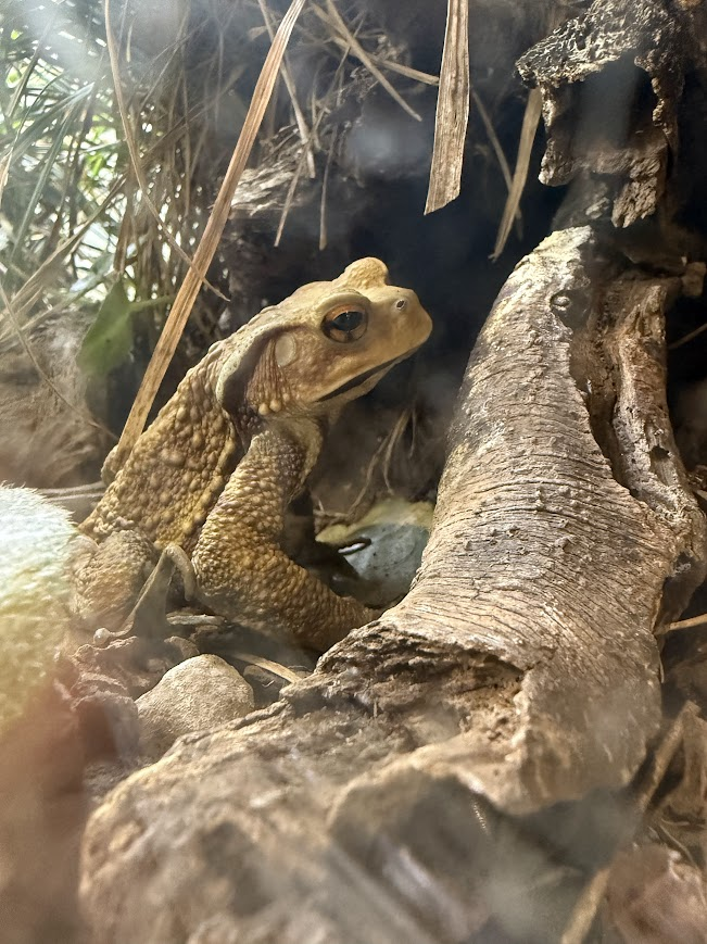 ガマガエル
