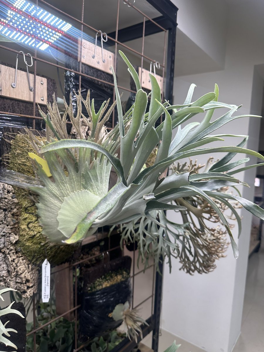 ROSSO PLANTS 【ビカクシダ専門店】 tweet media