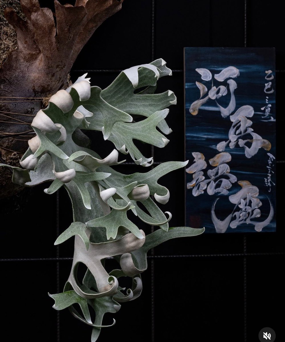 ROSSO PLANTS 【ビカクシダ専門店】 tweet media