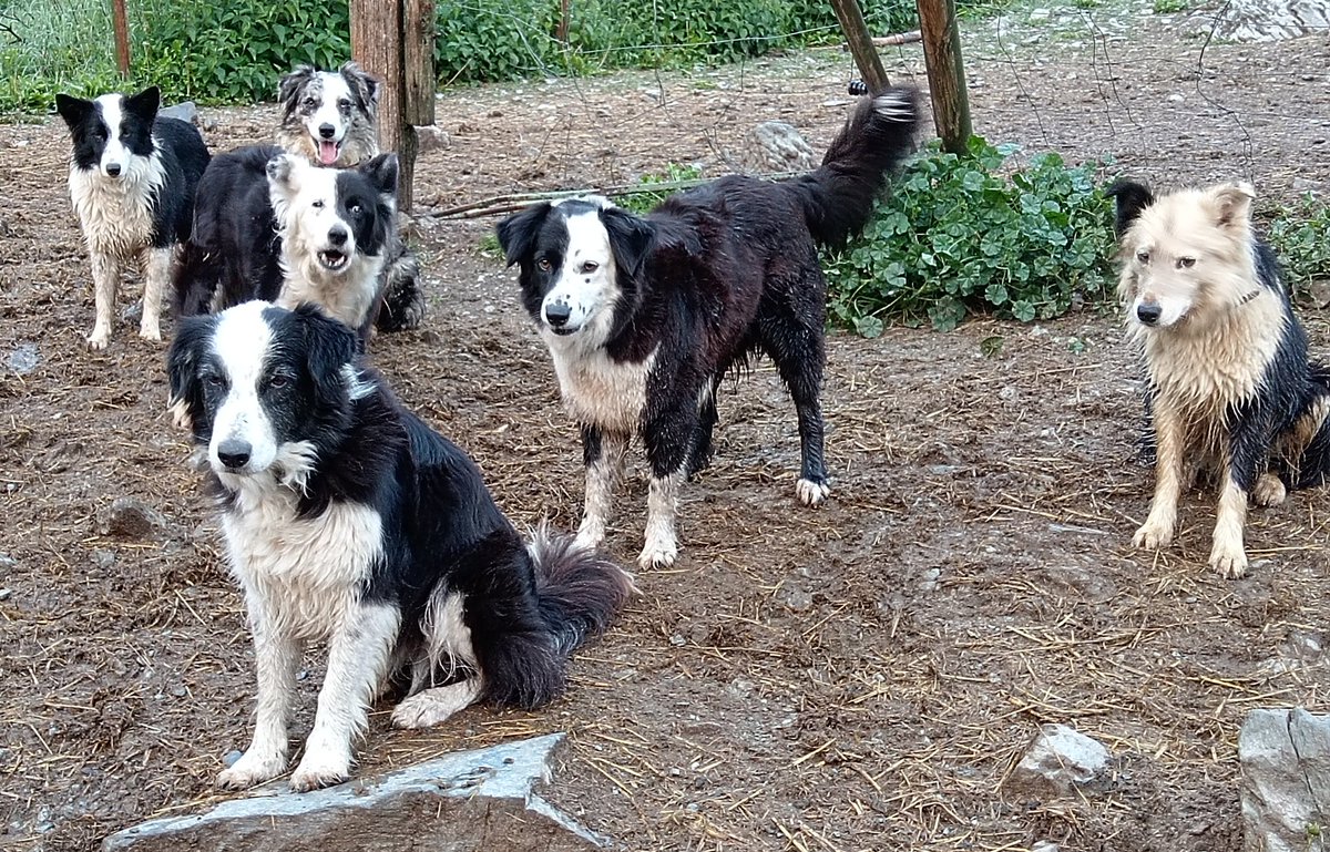 xaiecologic's tweet photo. De fet, en realitat, tot això de les ovelles és només l'excusa per tenir collies, una col·lecció de collies....
#Collies 😍😍😍😍😍😍
#Muxis #Ixka #Sinitzi
#Urrians #Uolis #Taua
#HistòriesDeLaRepúblicaCollie https://t.co/orIpv0zpQQ
