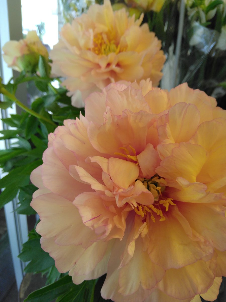hanaco_nerima's tweet photo. シャクヤク（その２）

品種もたくさんあります
開きかかった蕾を選ぶのが
　　　　point！
ゴージャスな芍薬
「キャナリーブリリアント」

#花屋の花子　#練馬　#桜台 https://t.co/Vo7Vij9r7J