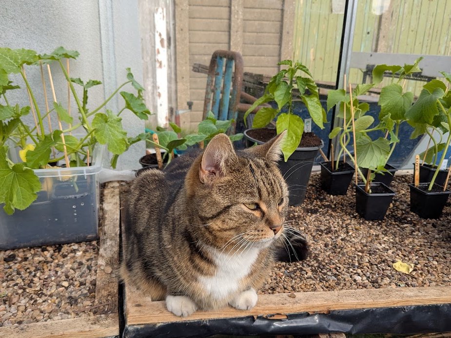 Robert Allotment cat,now helped by Janet & Amanda tweet media