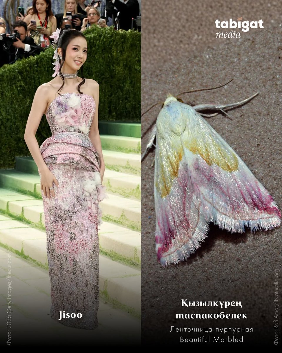 sooyaland103's tweet photo. Another fun fact about Jisoo's outfit:

It's inspired by a very Rare Beautiful species Marbled moth (Eublemma purpurina), a species known for its distinctive pink, white, and yellow coloration. https://t.co/yiY099EXDh