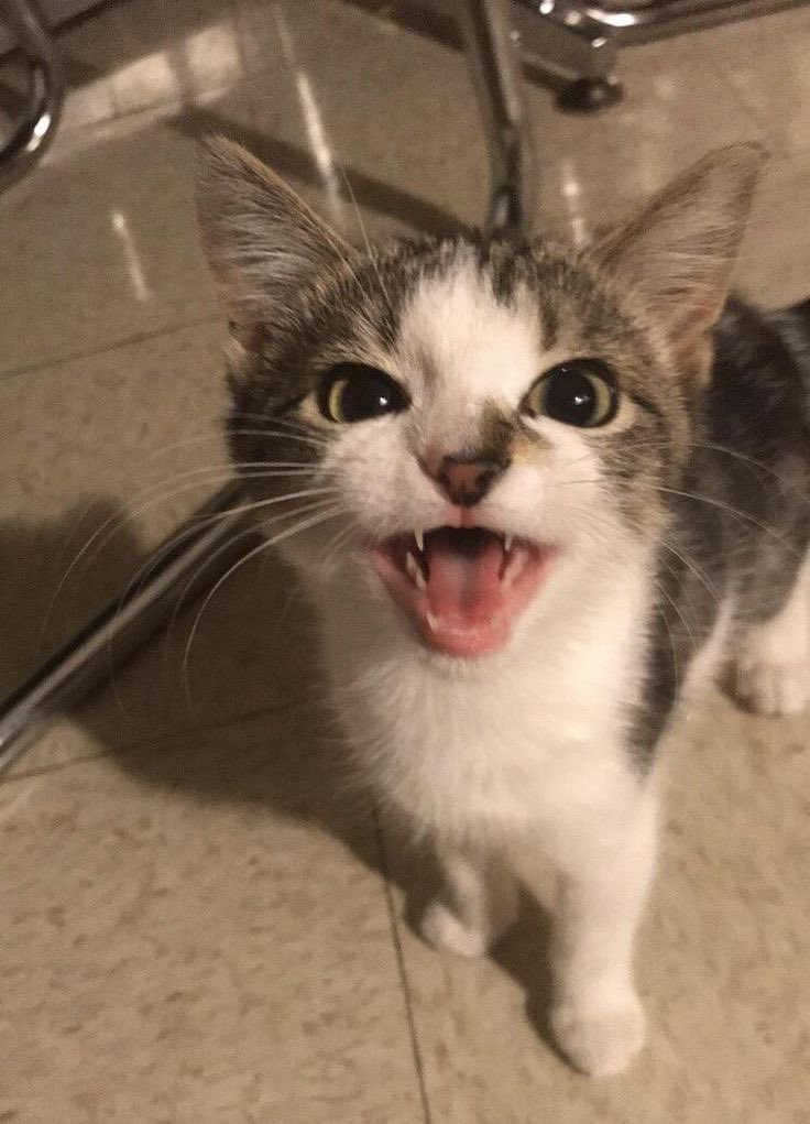 joyridecore's tweet photo. #eomcat https://t.co/rHmjfdVdmx
