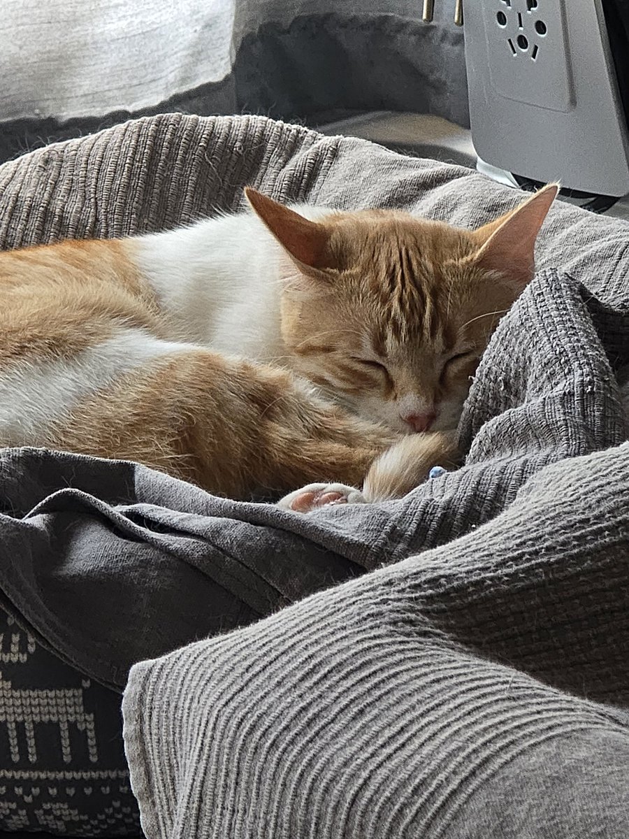 ImperioSusi's tweet photo. @casadellibro Lis gatos 🐱 https://t.co/pvwmIkA36I
