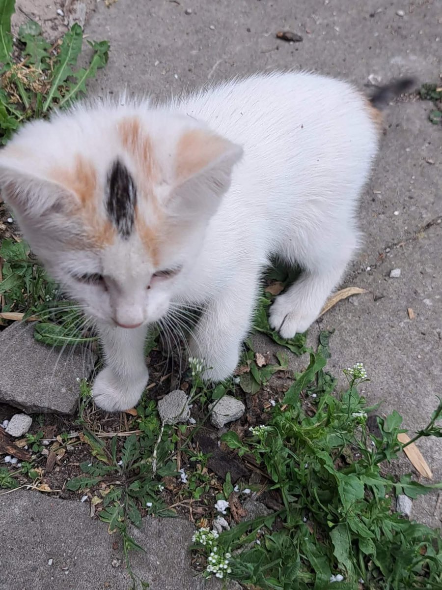 deebaumau's tweet photo. 😻‼️ Тези две мъничета,търсят дом! 😻‼️ 
Беличкото е женско, а другото е мъжко. Намират се в гр. Ахелой. Може да се докарат и до адрес, ако някой няма възможност да ги вземе от мястото където се намират. 🤍🧡
‼️ Дом, Дом, Дом‼️ https://t.co/4lmcqroweO