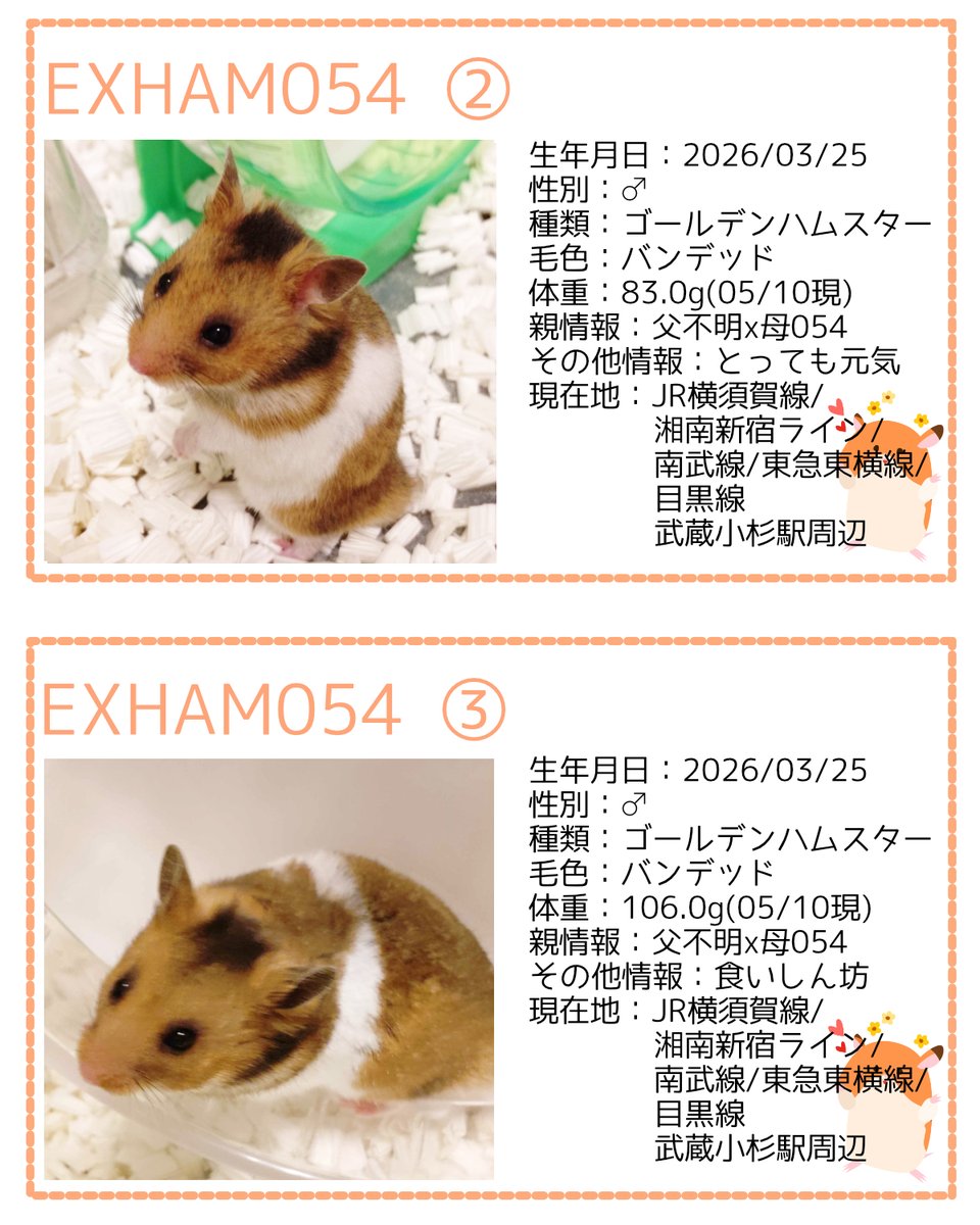 一般社団法人 ハムメディア tweet media