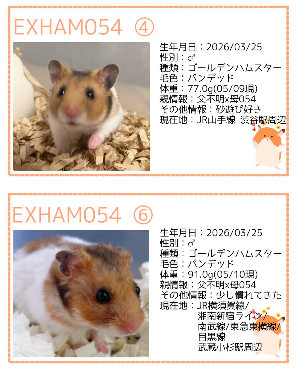 一般社団法人 ハムメディア tweet media