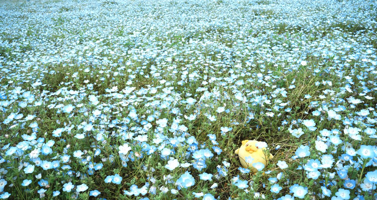 pagtaro_info's tweet photo. ちょっと目を離したすきに…
パグ太郎、お花畑でくつろいでました🌼💛

気持ちよさそうに、すやすや😴
まだどこかで寝てるかも…？💭

見つけたら教えてね📢

#おじカワ
#パグ太郎 https://t.co/gujmrstEZW