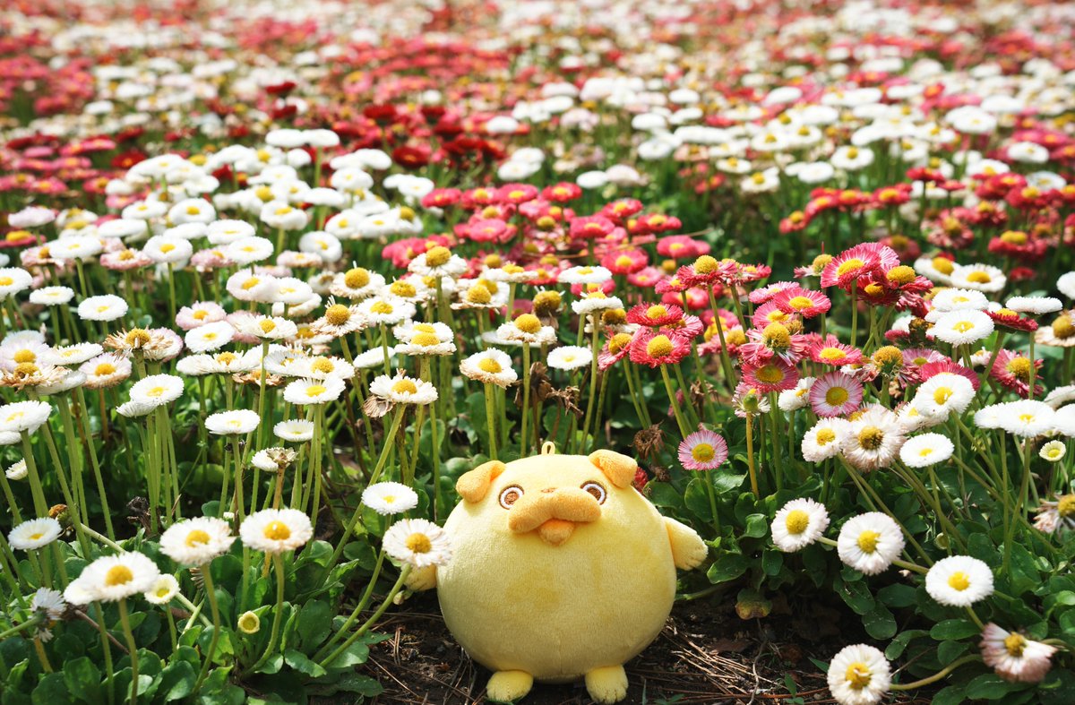 pagtaro_info's tweet photo. ちょっと目を離したすきに…
パグ太郎、お花畑でくつろいでました🌼💛

気持ちよさそうに、すやすや😴
まだどこかで寝てるかも…？💭

見つけたら教えてね📢

#おじカワ
#パグ太郎 https://t.co/gujmrstEZW