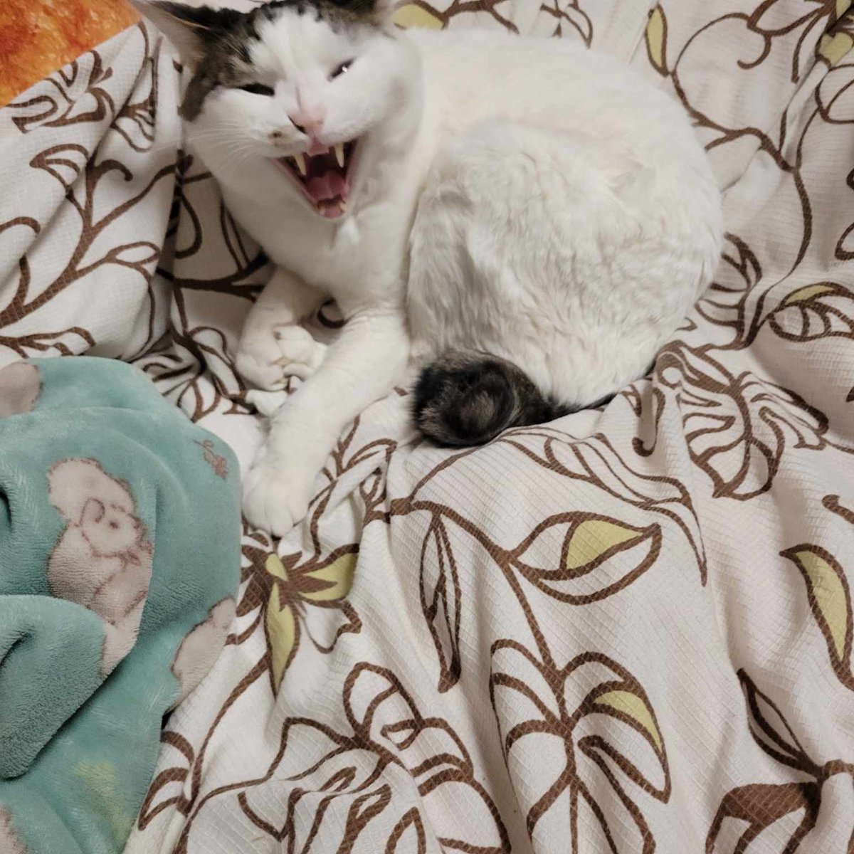 最近のうちのねこ(あくびの姿)