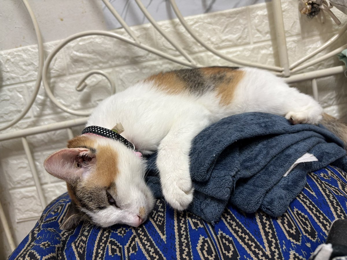 meeayusri's tweet photo. Hi guys, kalau post ni lalu kt timeline korg boleh tak bantu sebarkan. GS treatment Alana berbaki lg 48 hari. Thank you in advance 🙏🏻🥺 https://t.co/rTUFm6fsnY