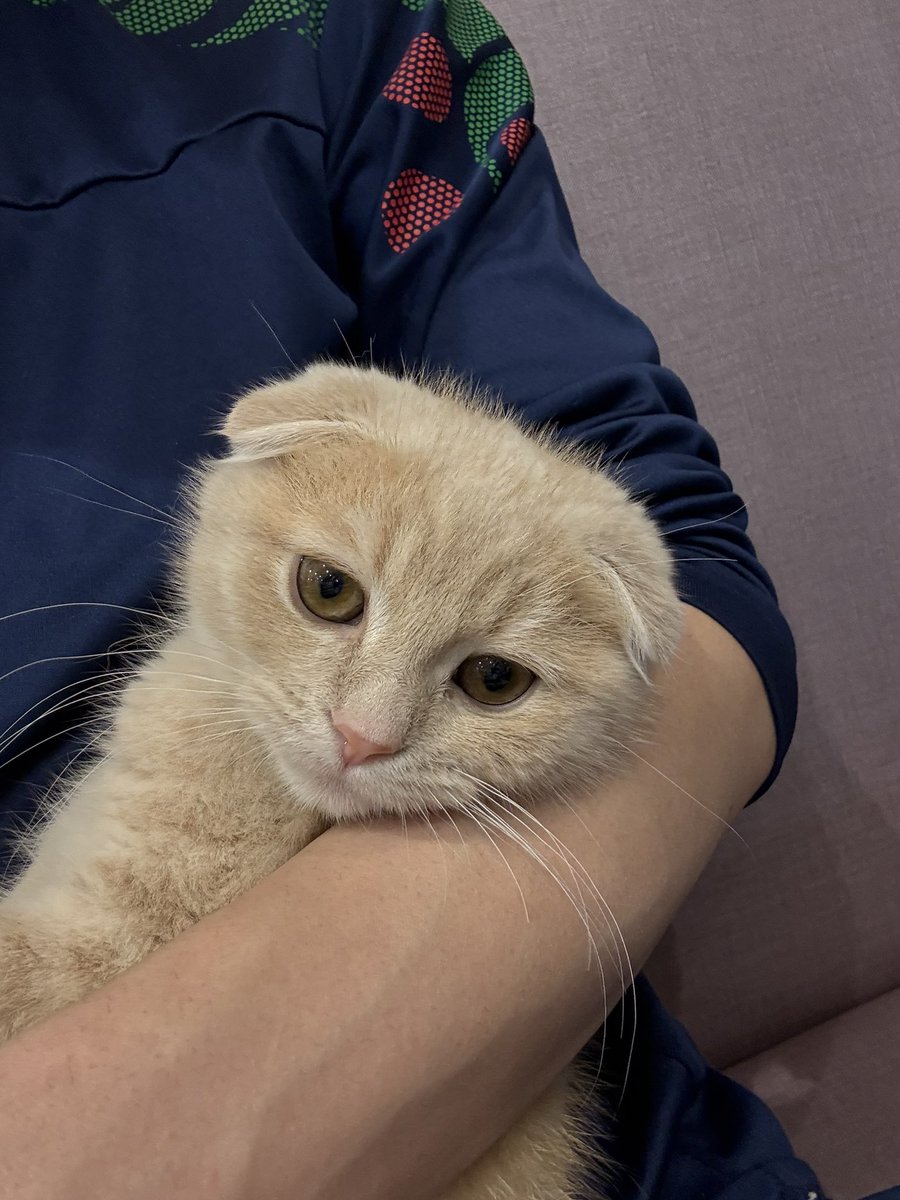 asuka0538's tweet photo. 転職、引っ越しでぬこ🐈をお迎えすることにしましたー https://t.co/f8tknFpYsv