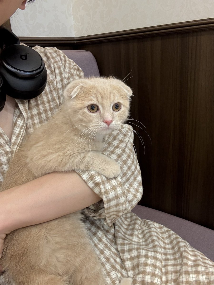 asuka0538's tweet photo. 転職、引っ越しでぬこ🐈をお迎えすることにしましたー https://t.co/f8tknFpYsv