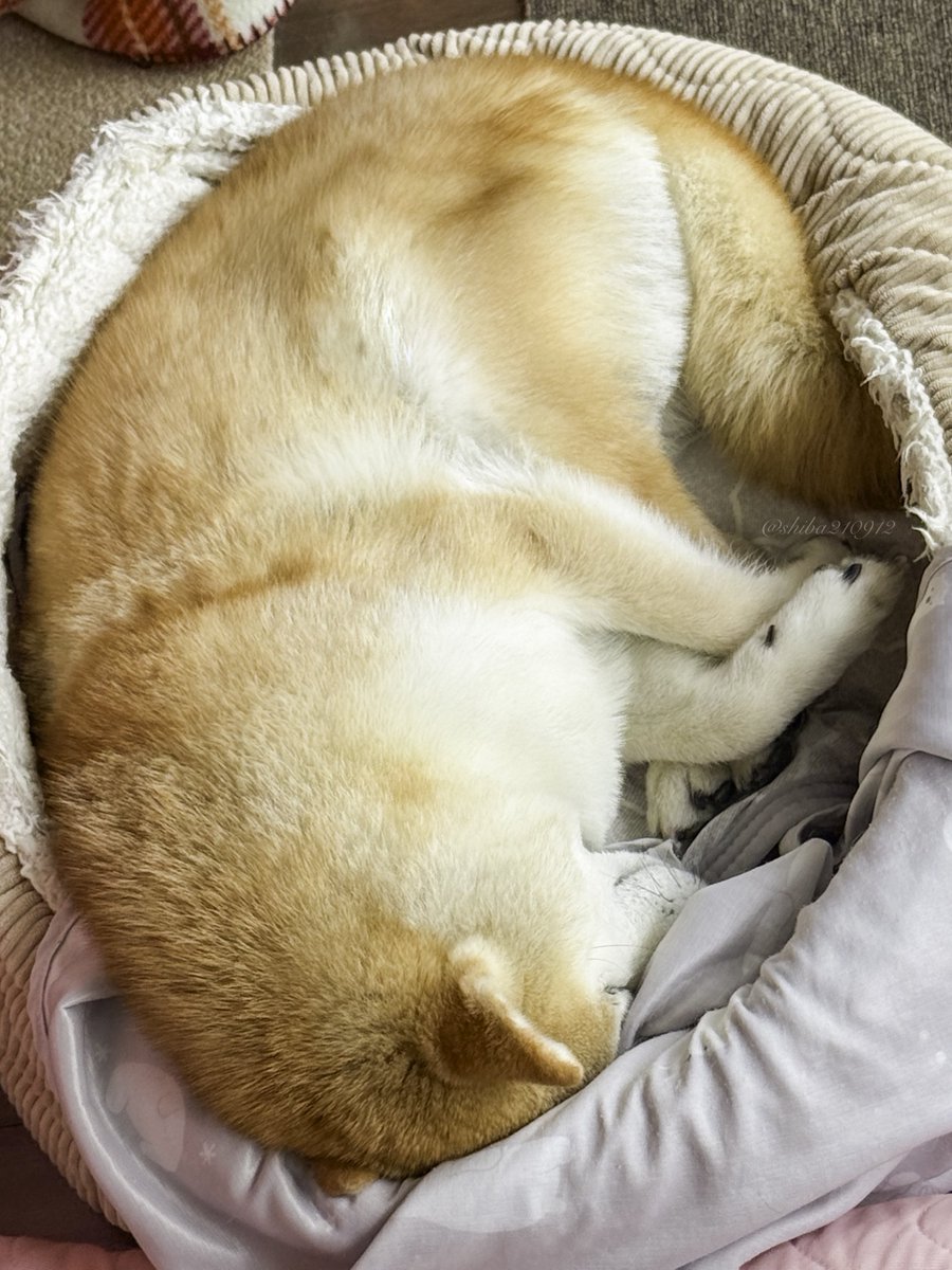 柴犬もも (@shiba210912) / Posts / X