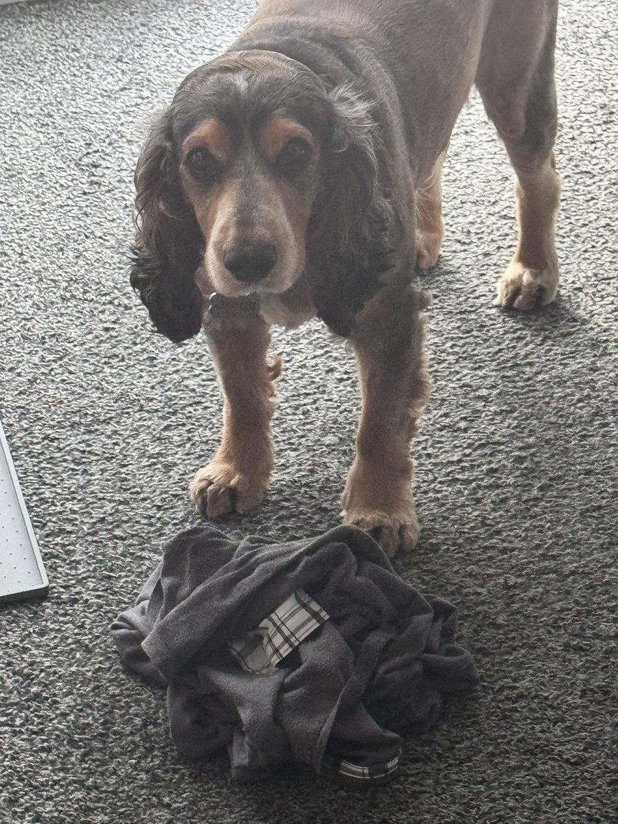 Reggie the Cocker 🐶 🐾👹 tweet media