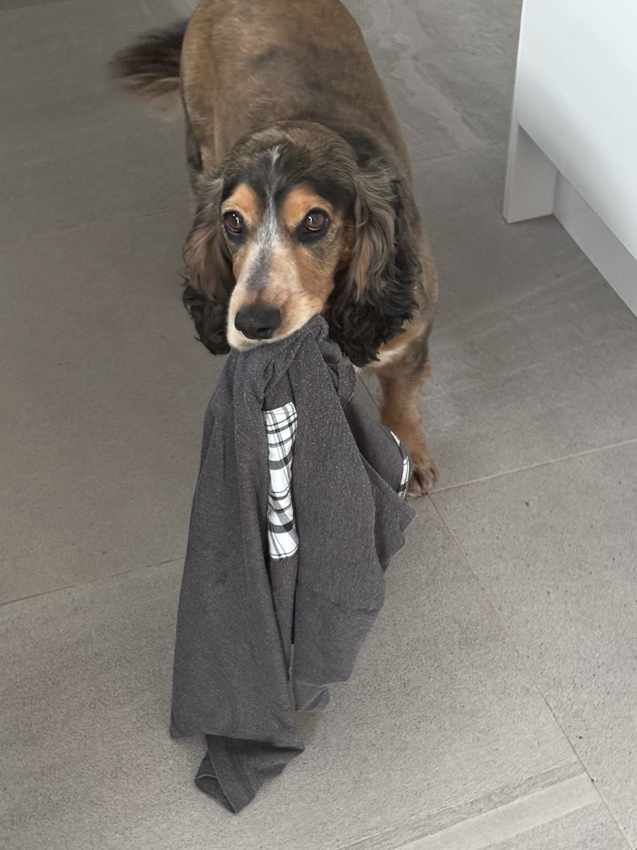 Reggie the Cocker 🐶 🐾👹 tweet media