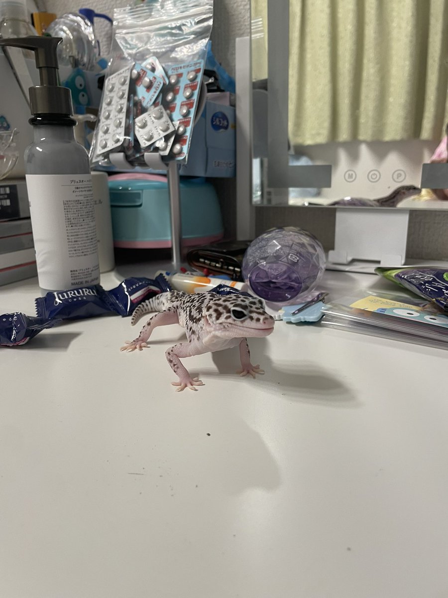 wkm8ut's tweet photo. 毎度ながら這い上がって
主の持ち物物色するうゆちゃん https://t.co/hq8y6dk67t
