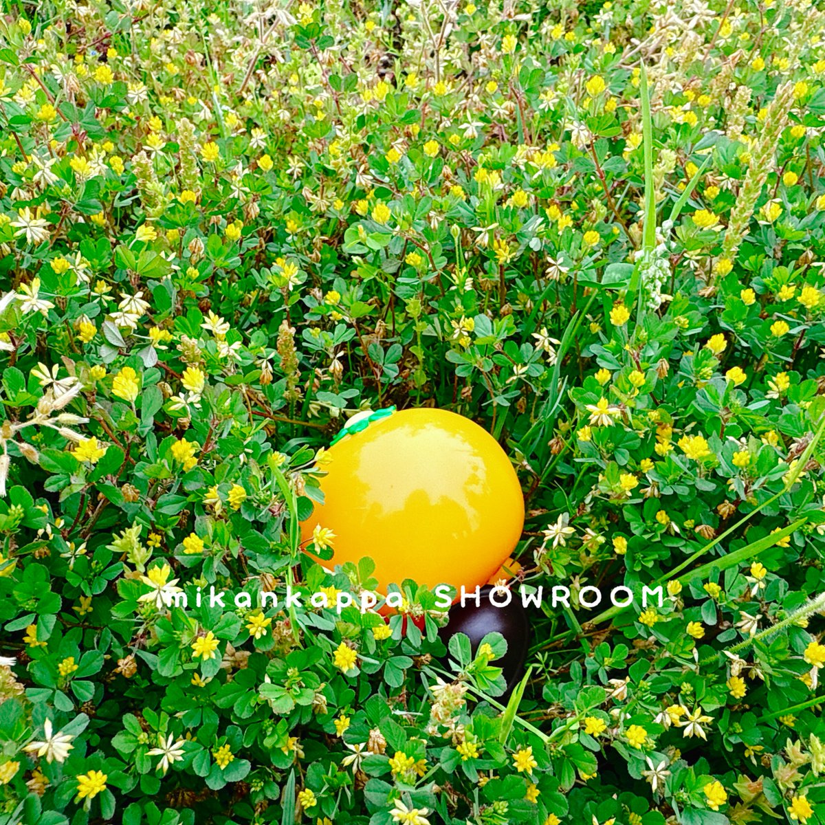 こんにちは🍊 5月13日水曜日、SHOWROOM、オープンしました✨ 本日も