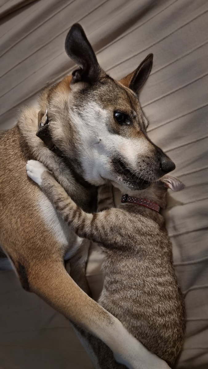 TadMMalone's tweet photo. @StacyAndy9 It's interspecies couples in our home. https://t.co/fQK2dw8PzM