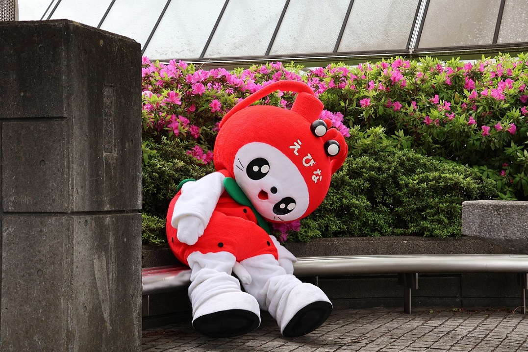 海老名市えび~にゃ🍓【公式】 tweet media