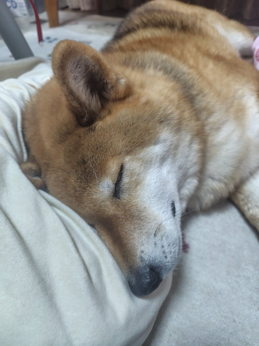 marinami02's tweet photo. 可愛いこの寝顔を、安心して見ていられる。そんな平和な世の中でありますように。
#愛犬の日 https://t.co/RKBDXy7530