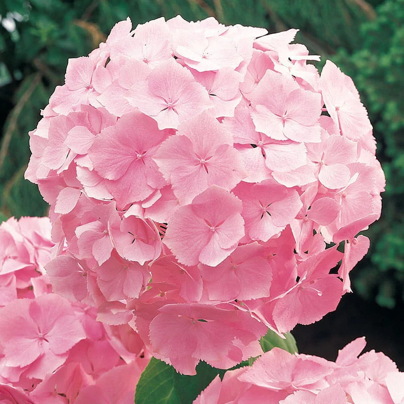 HanasTeien's tweet photo. vtuber vs. favorite flower

Hydrangea/hortensia!🌷 https://t.co/OqOQxQI4Ni